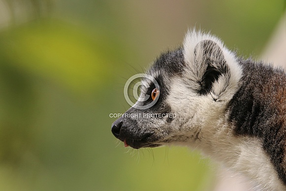 Ring-tailed Lemur Ring-tailed Lemur