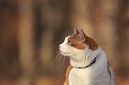 orange and white cat looking away