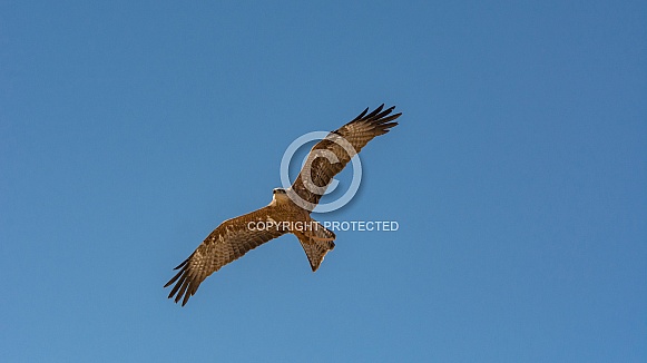 Red kite in flight Red kite in flight