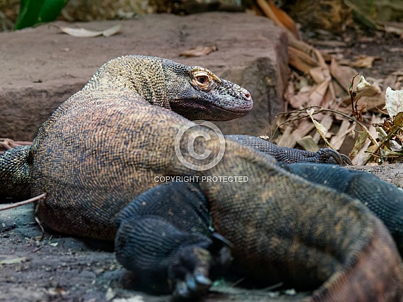 Komodo dragon - body, looking back