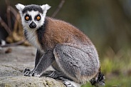 Ring tailed lemur