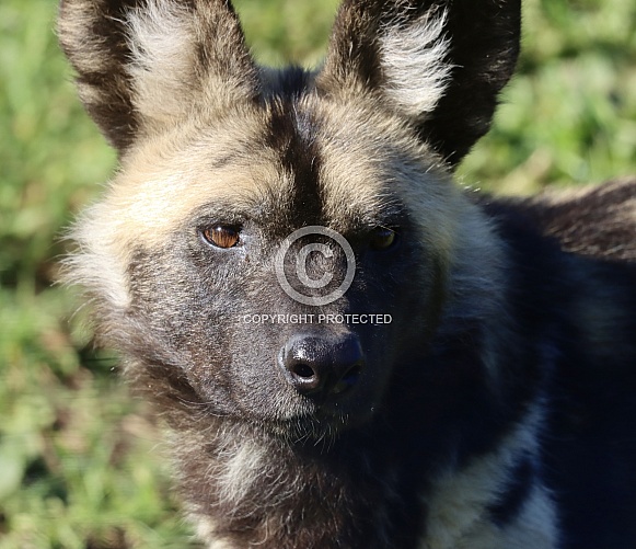 African Hunting Dog