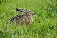 Hare