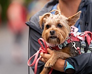Yorkshire terrier being carried