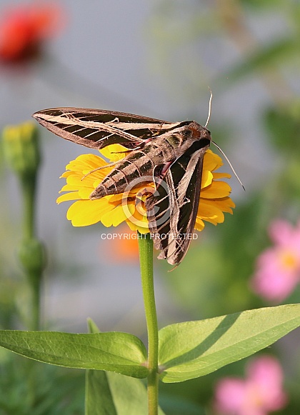 Vine Sphinx Moth Vine Sphinx Moth
