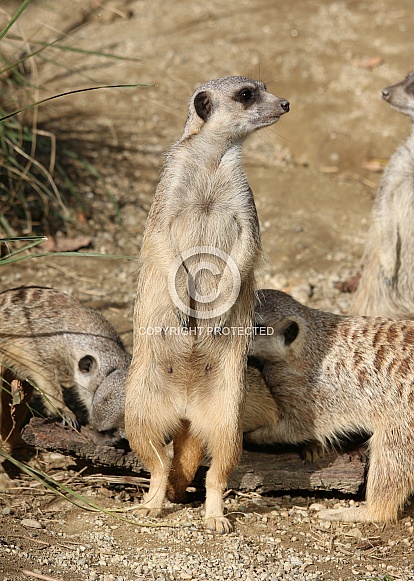 Meerkat