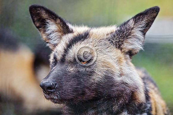 Portrait of a wild dog