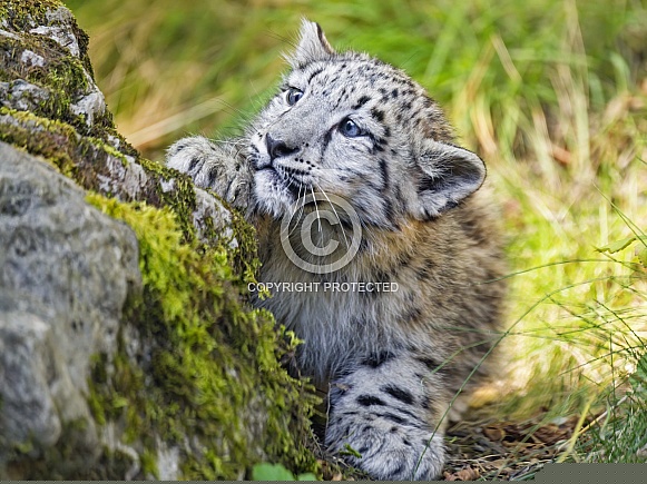 Snow leopard cub Snow leopard cub
