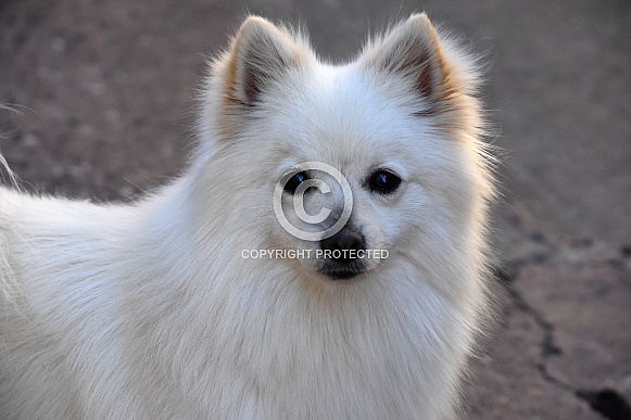 German Spitz Dog