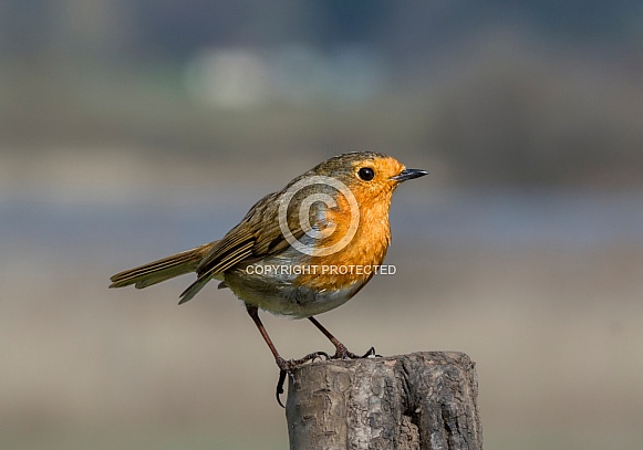 Robin Robin
