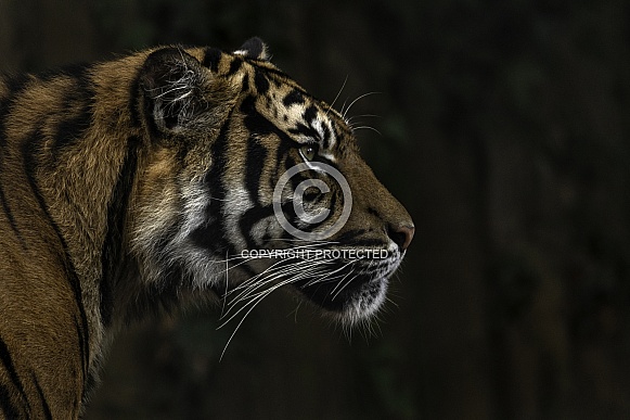 Sumatran Tiger Side Profile Head Shot