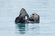 Seaotter at Alaska