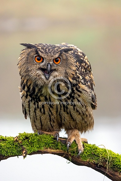 closeup of Eurasian eagle-owl (Bubo bubo) in wild