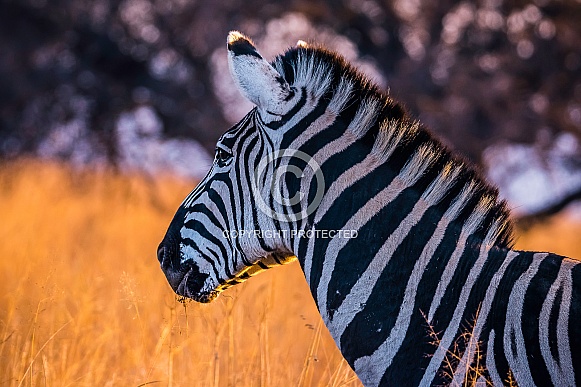 Zebra Zebra