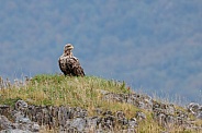 White tailed eagle or European Eagle