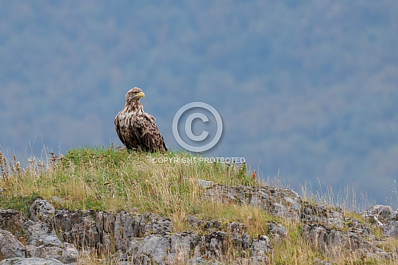 White tailed eagle or European Eagle