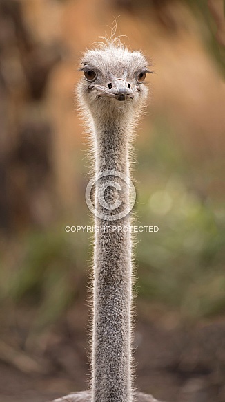 Common Ostrich (Struthio camelus) Common Ostrich (Struthio camelus)
