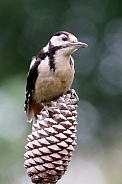 great spotted woodpecker (Dendrocopos major)
