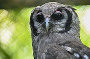 Verreaux's eagle owl