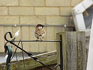 House sparrow, male