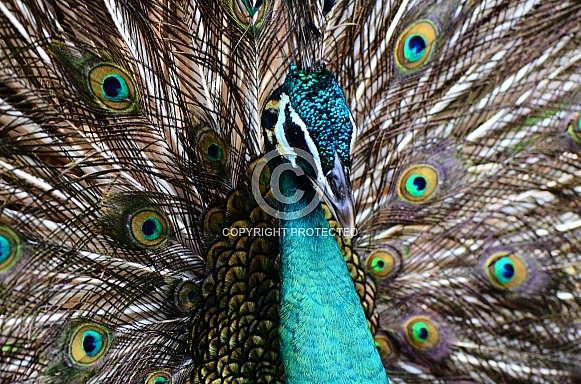 Peacock