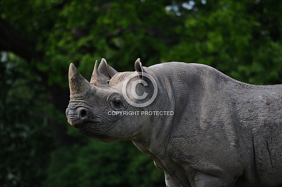 Black Rhino (Diceros bicornis)