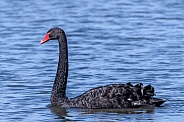 Swan---Black Swan
