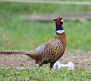 Pheasant