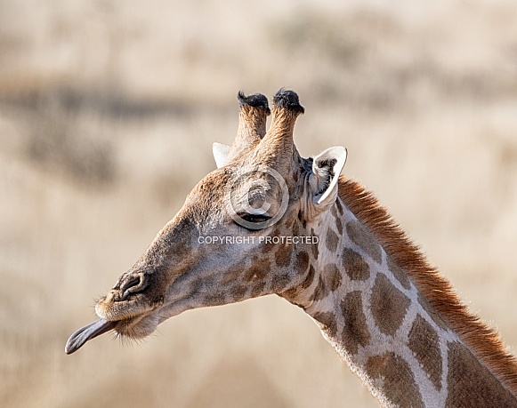 Giraffe