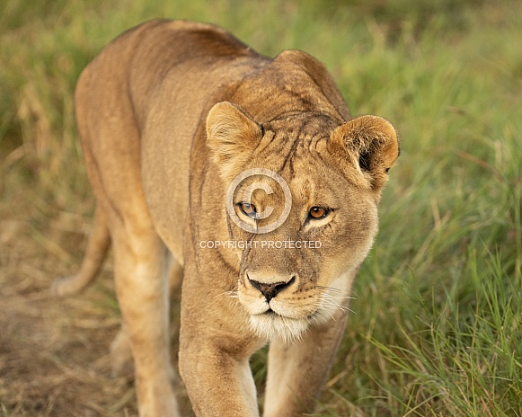 Lioness close up on the morning light