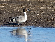 Male Northern Pintail Duck