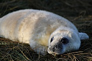 Grey Seal Pup (Halichoerus grypus)