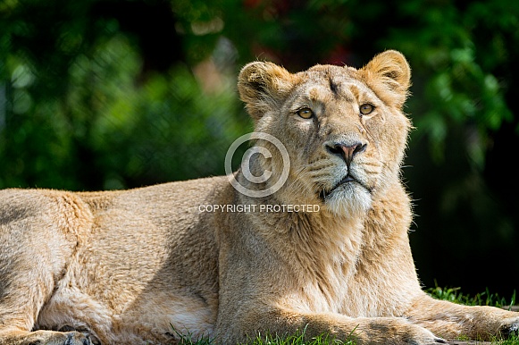 Lioness