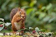 Red Squirrel