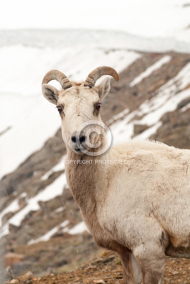 Dall Sheep