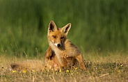 Red Fox