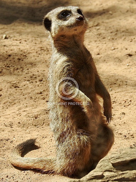 Meerkat