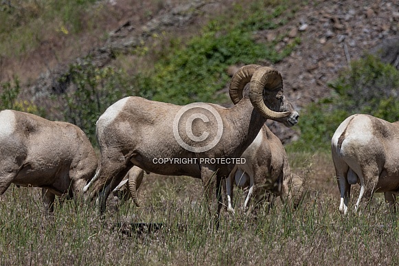 Big Horn Rams