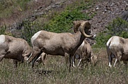 Big Horn Rams