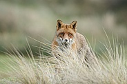 Red Fox