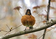 American Robin