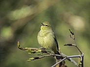 Female Orange-crowned Warbler in Alaska