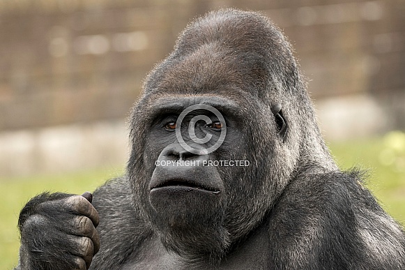 Silverback Western Lowland Gorilla