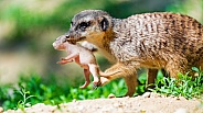 Merkat mother transporting baby