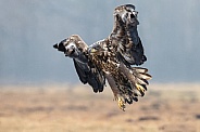 White tailed eagle or European Eagle