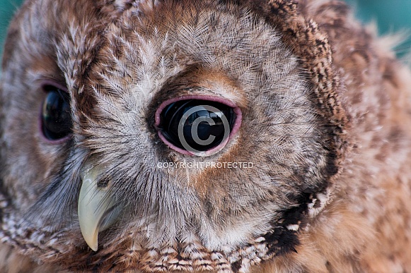 Tawny owl