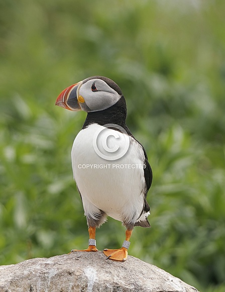 Atlantic Puffin