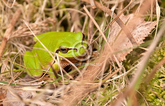 Tree Frog