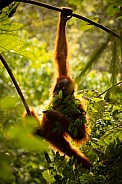 Sumatran orangutan in the jungle.