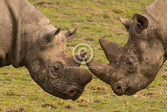 Black Rhino